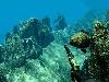 Spearfishing – еще один симулятор подводной охоты 